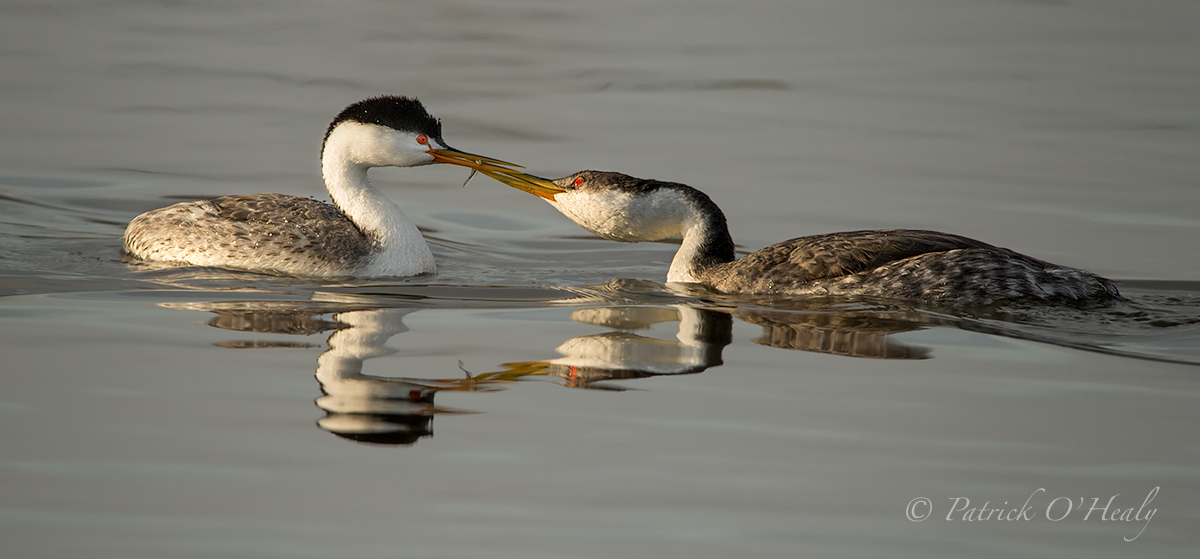 Grebe Food Exchange