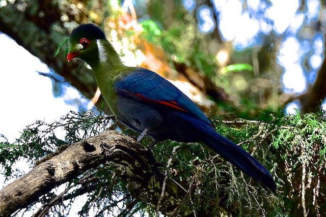 White Cheecked Turaco