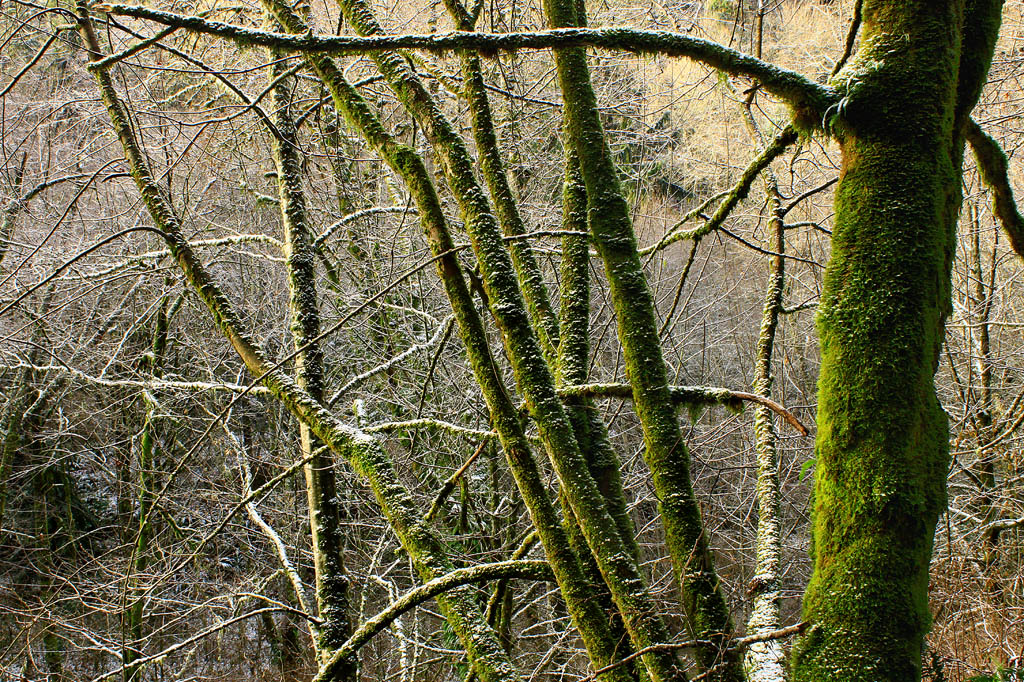 Chrystal Forest