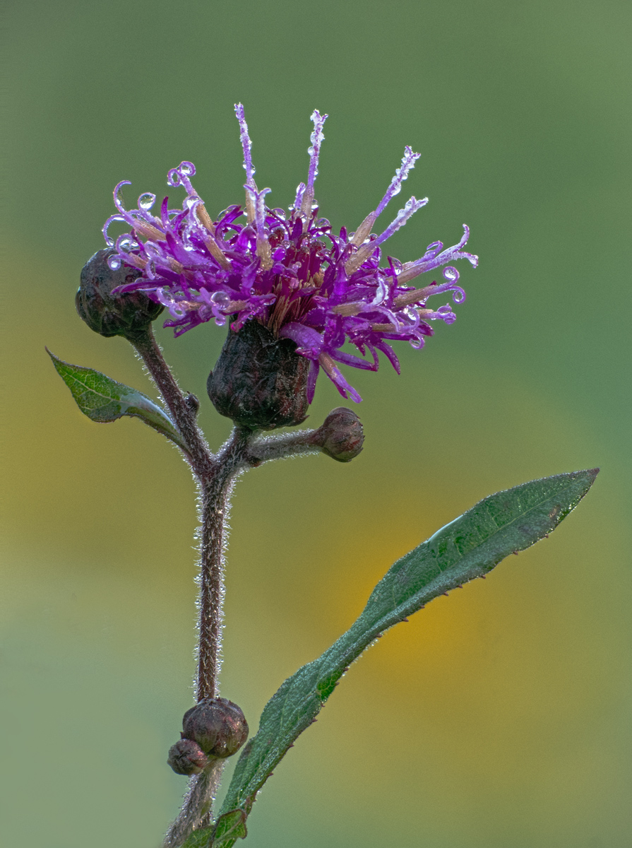 Tall Ironweed + Repost