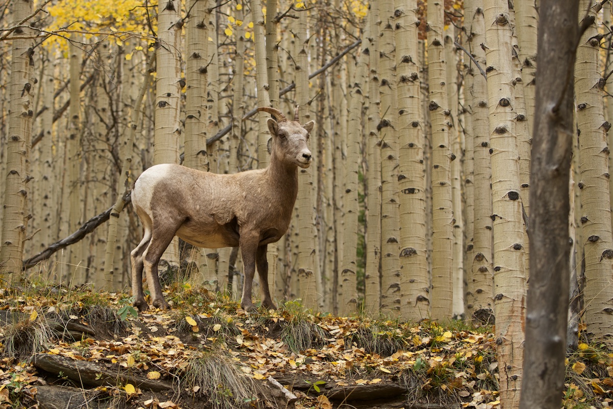 Bighorn Ewe