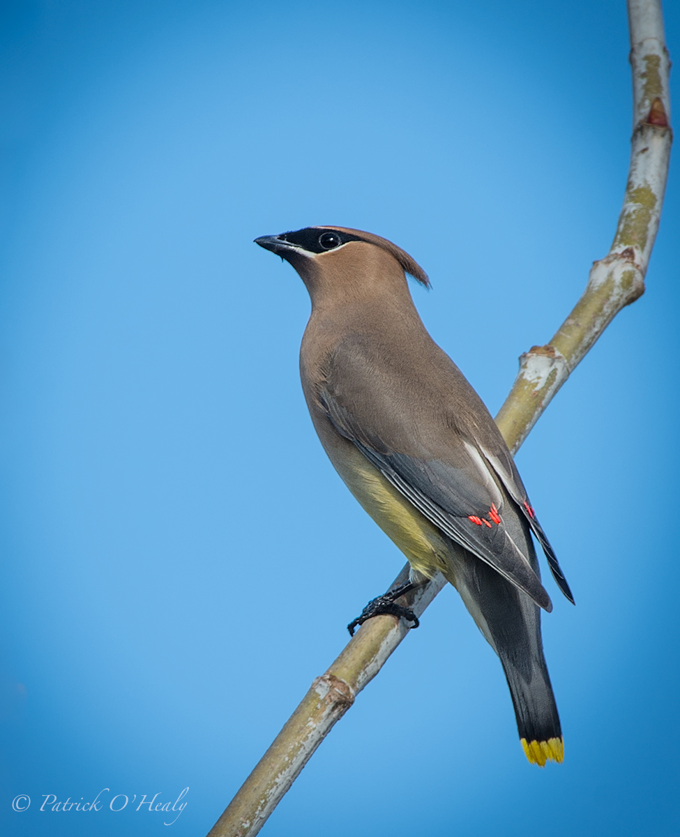 Cedar Waxwing