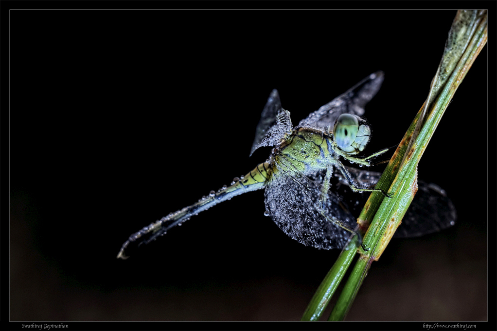 Indian Ground Skimmer