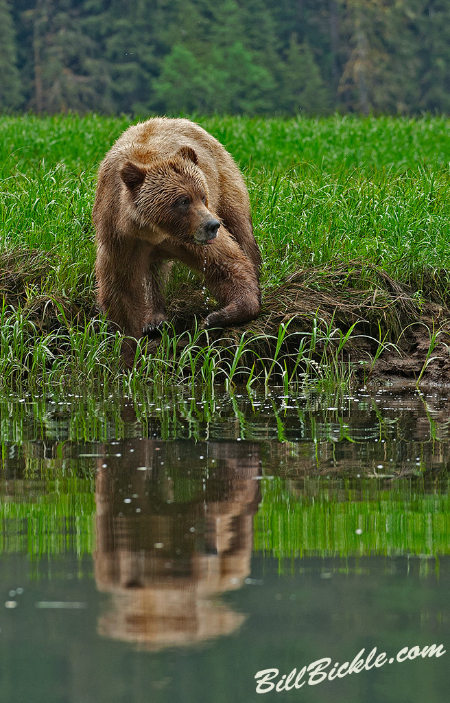 Wild Female Grizzly 