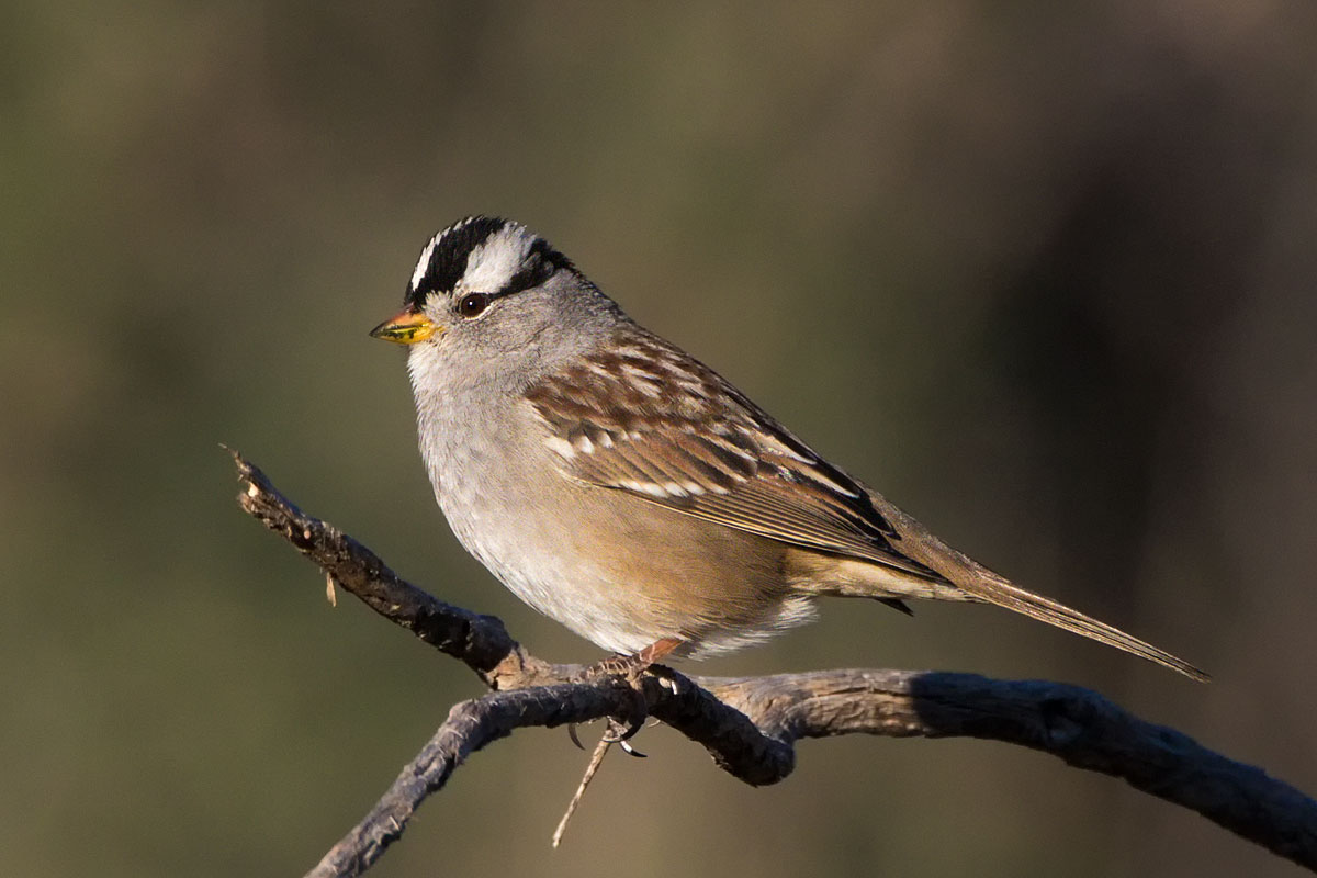 White-crowned Sparrow