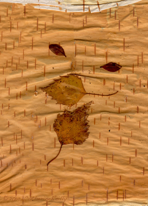 Birch Bark Scan