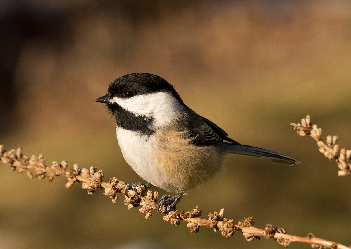 New year  Chickadee