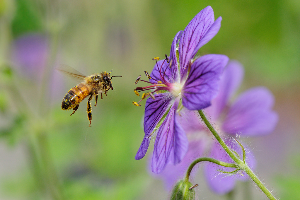 Busy bee