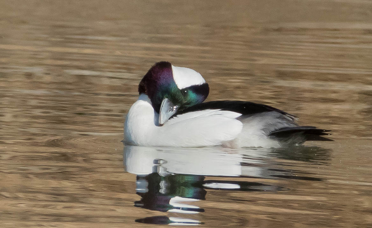 First Bufflehead