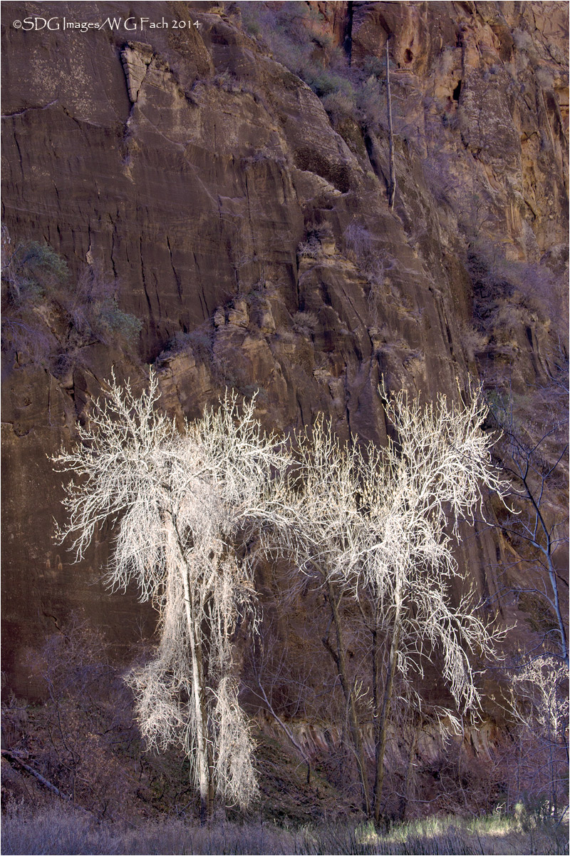 Dry Bones