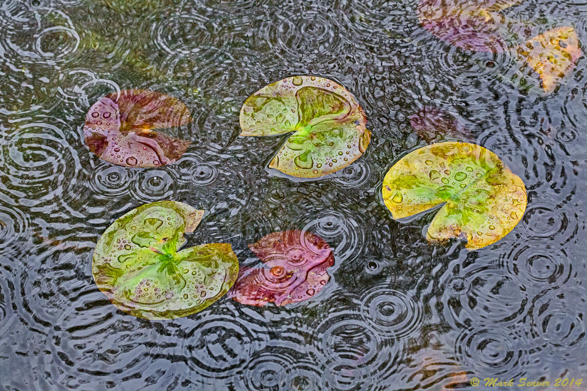 Raindrops on Lilies #4 +rspns