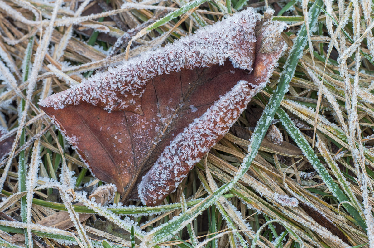 Frosted Leaf