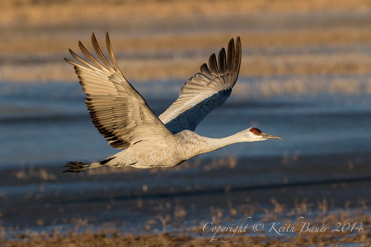 And Another Bosque Crane