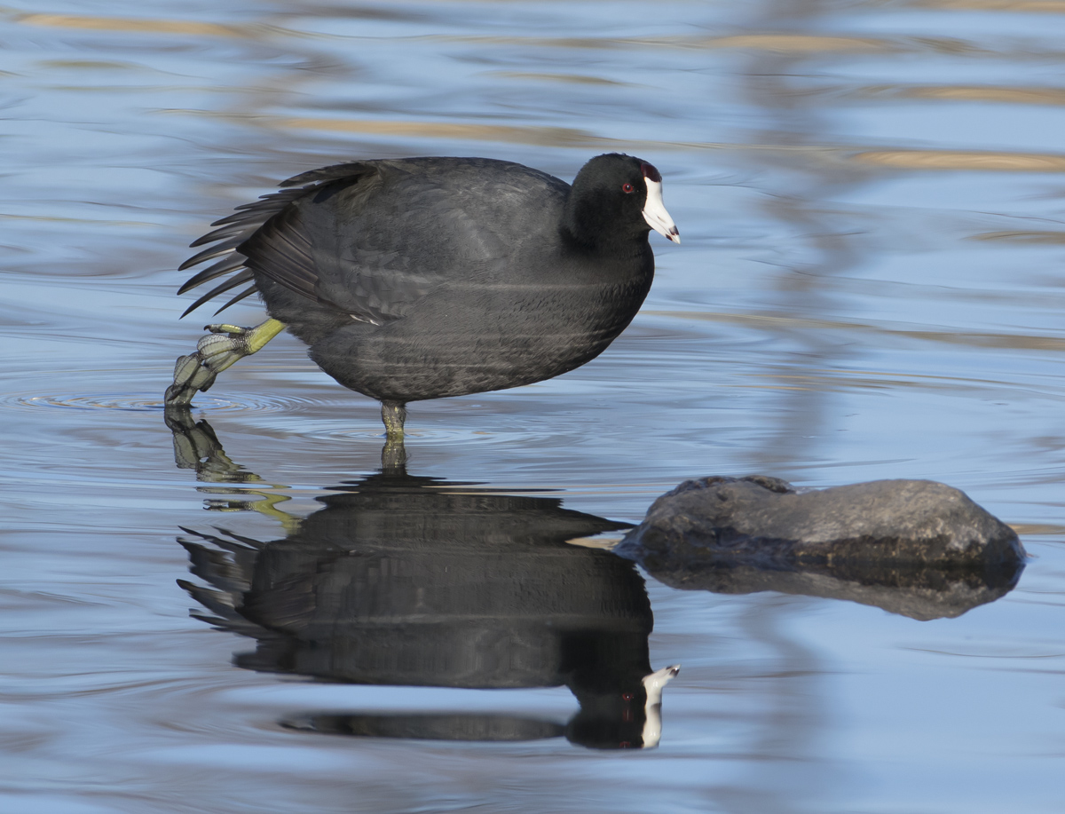 Texas Coot