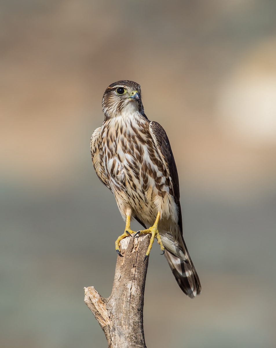 Merlin...at the ready