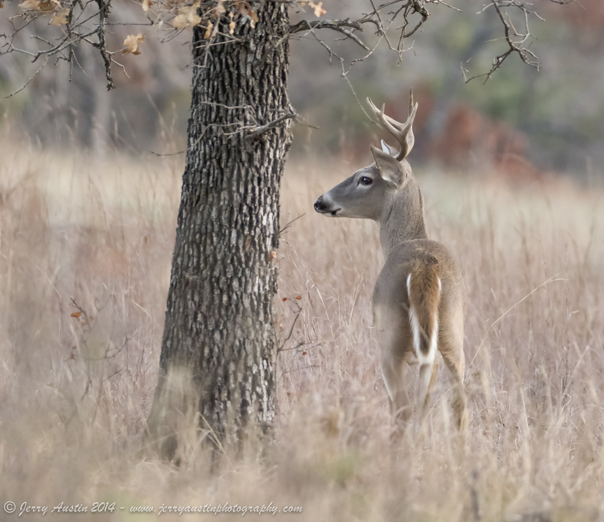 Wary Young Buck