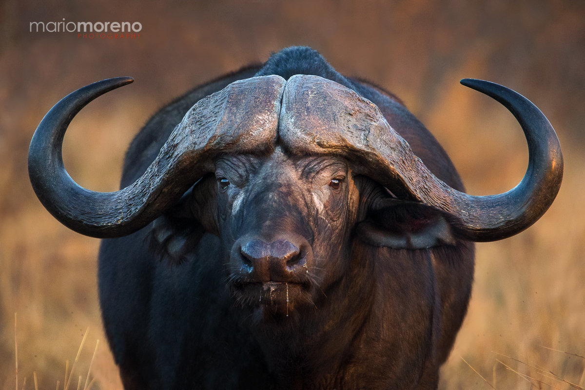 Big Horns