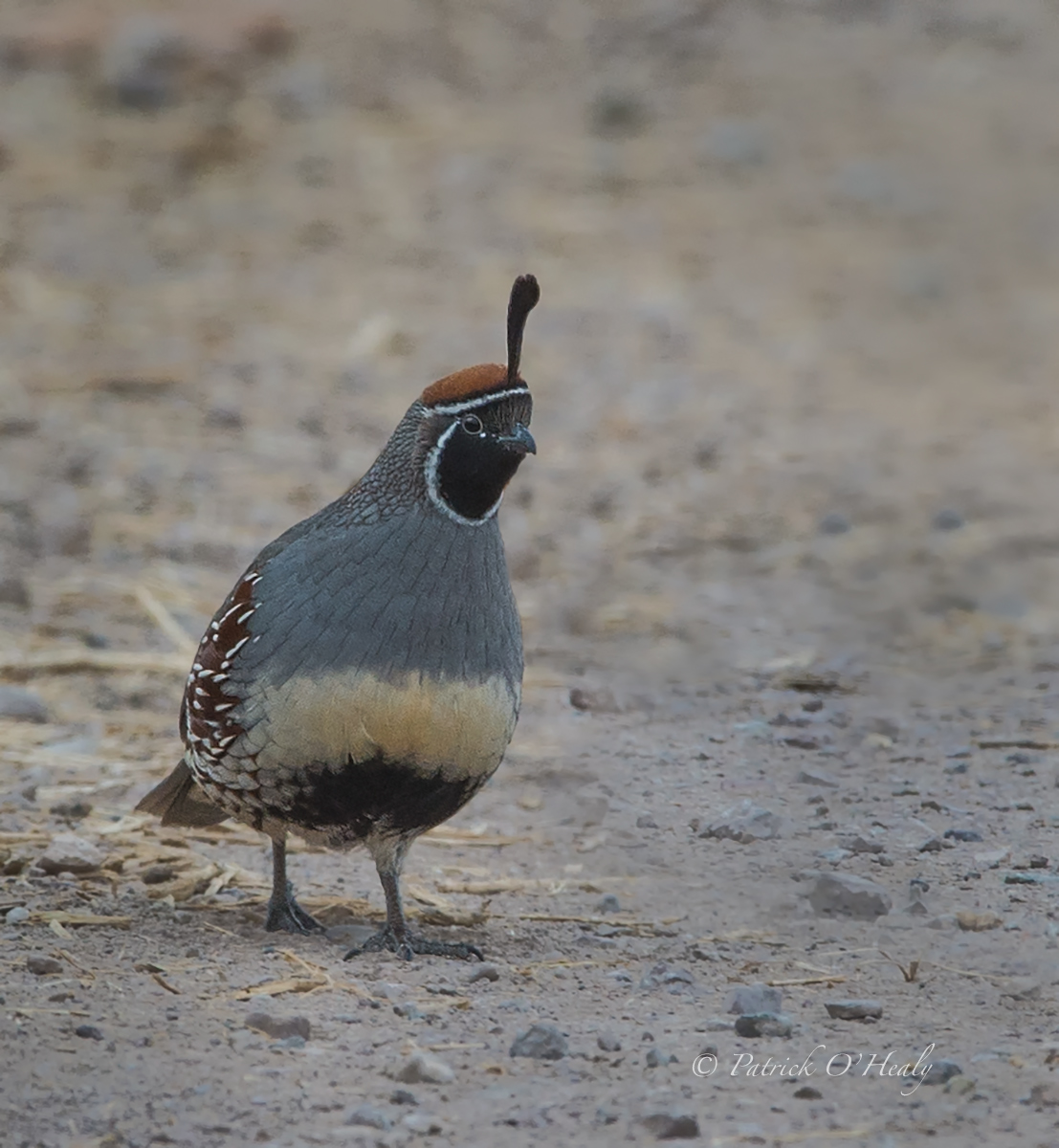 Gambel's Quail