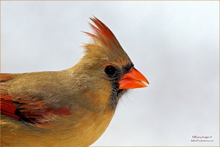 Cardinal Portrait