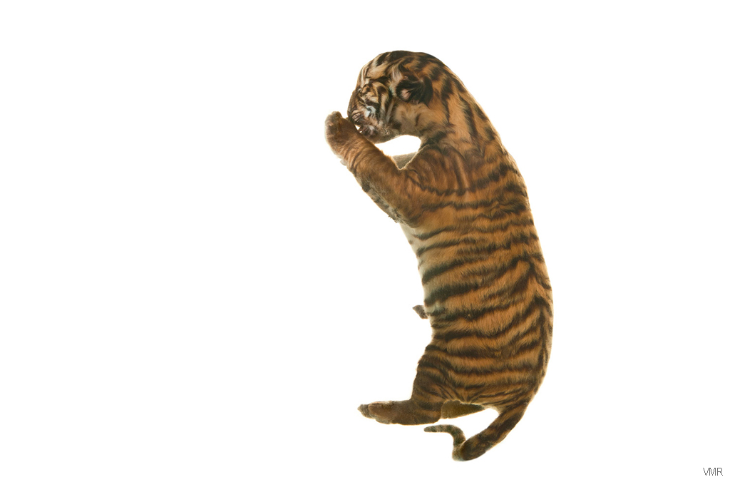 JUST TIGERS