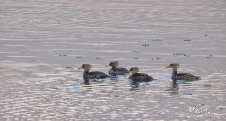The Quadrille