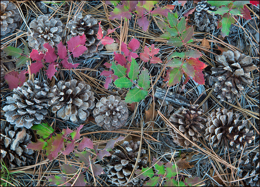 Needles and Cones