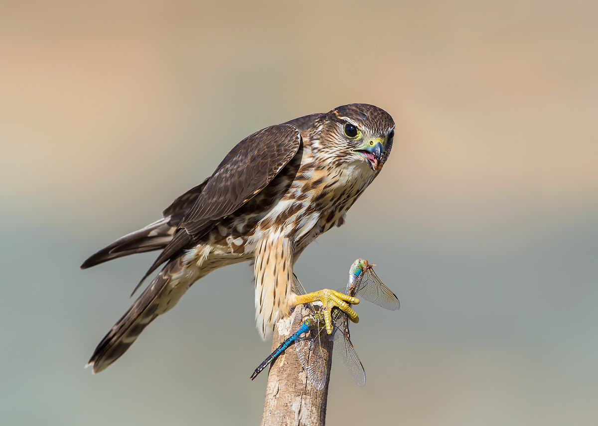 Merlin w/2 dragonflies
