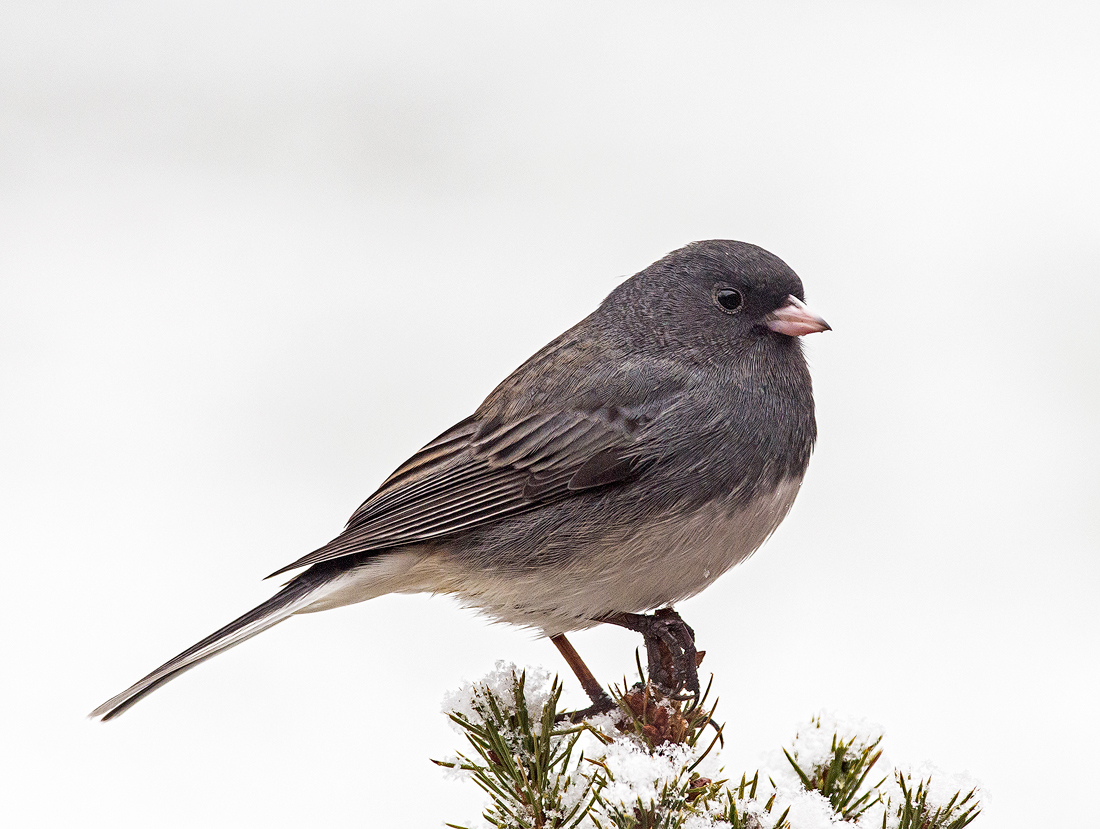 Dark-eyed Junco