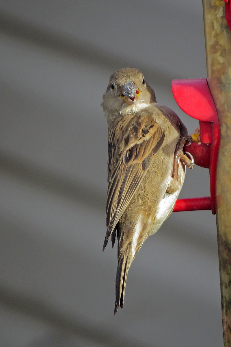 Sparrow