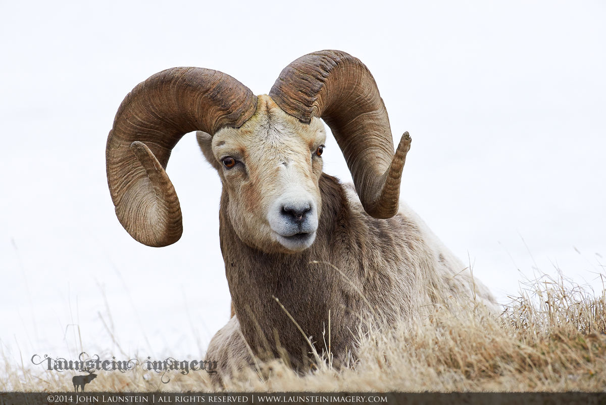 A Special Bighorn
