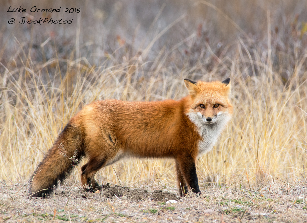 Vulpes vulpes 2