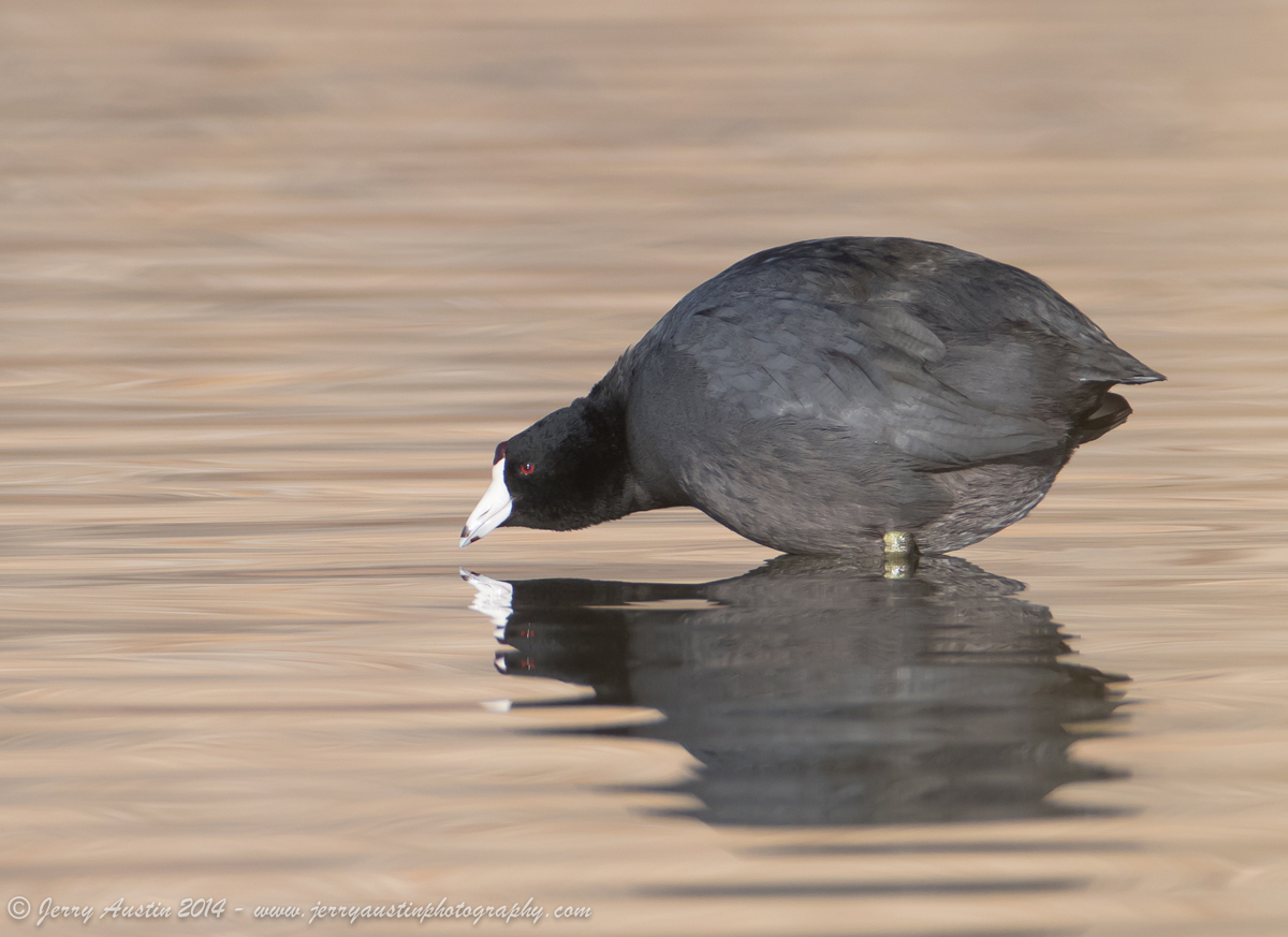 Plump Coot
