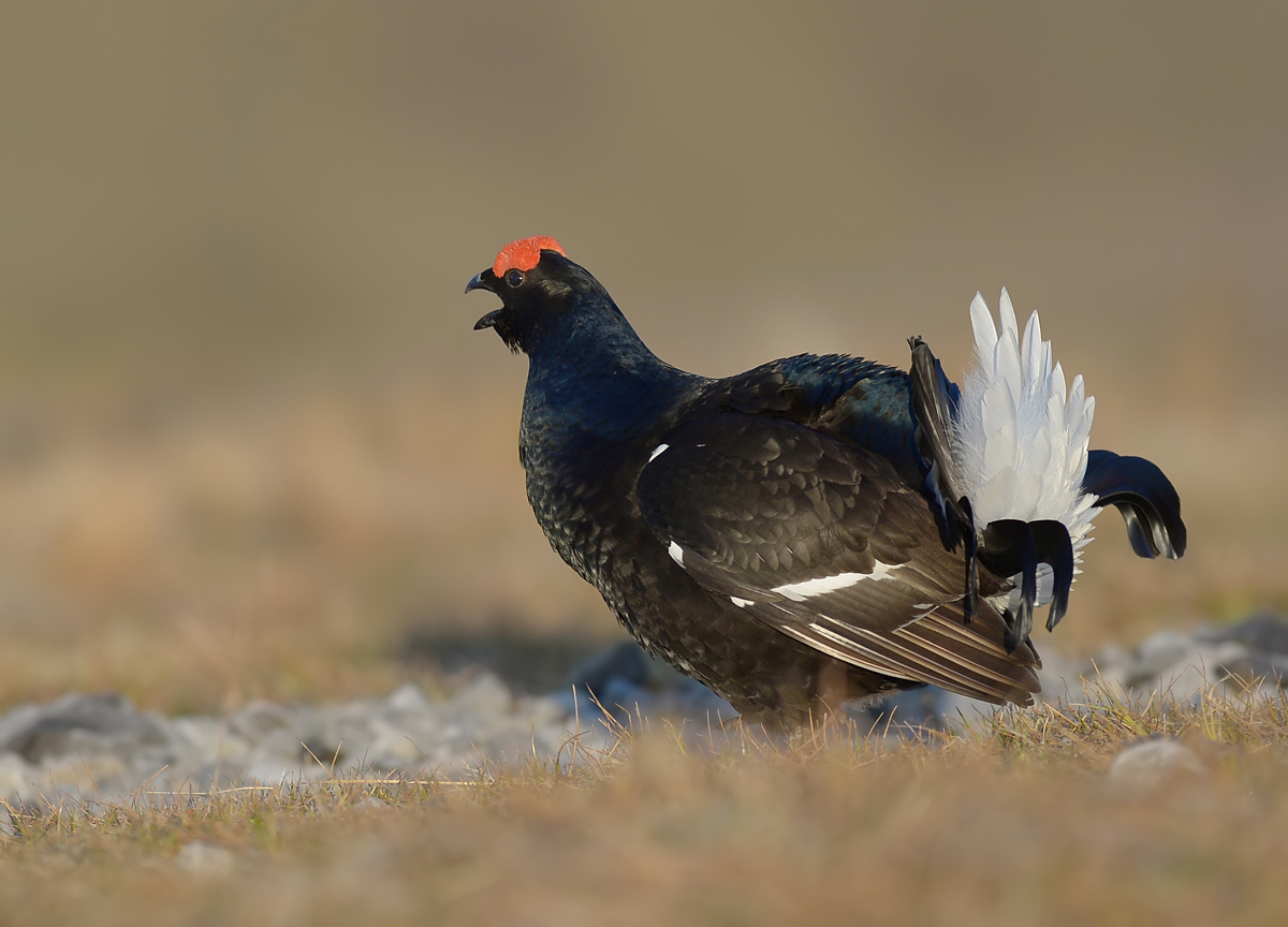 Black Grouse