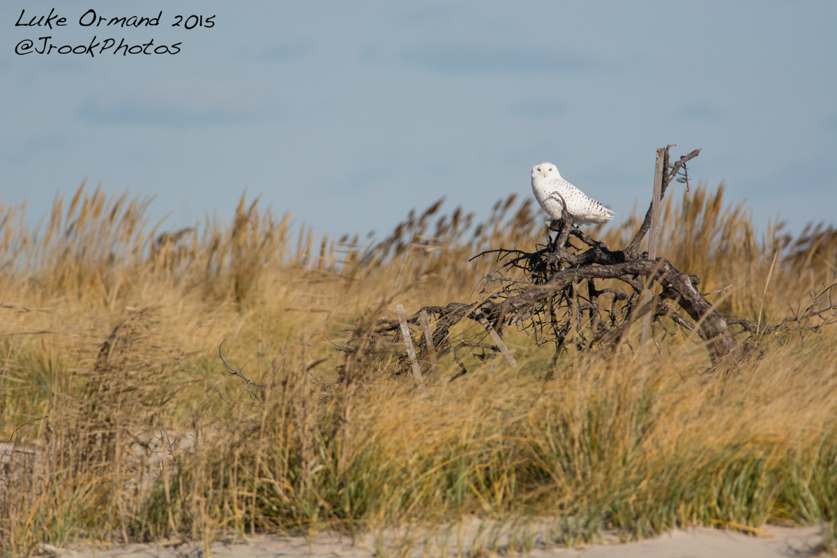 Different Perch