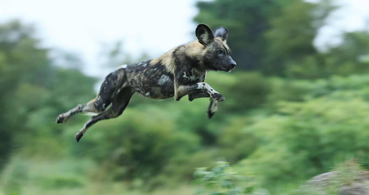 Flying Dog