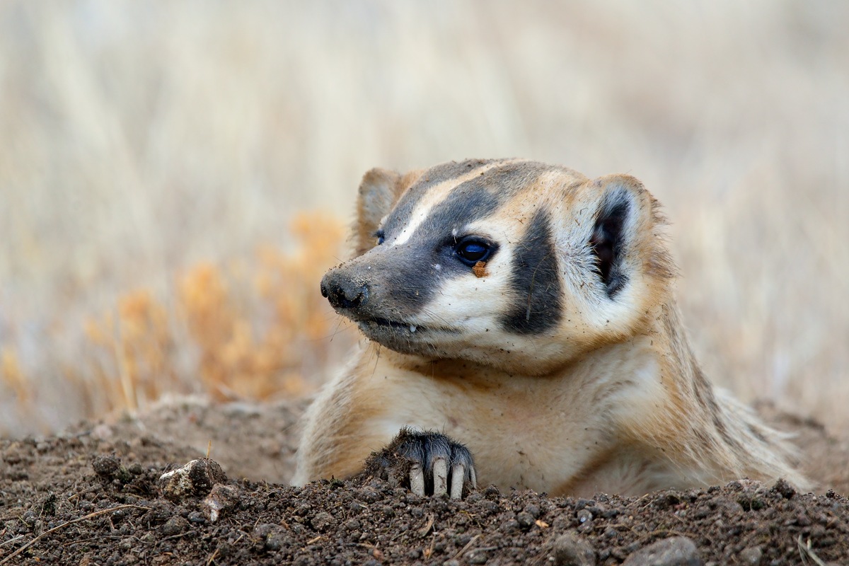 Excavating Badger