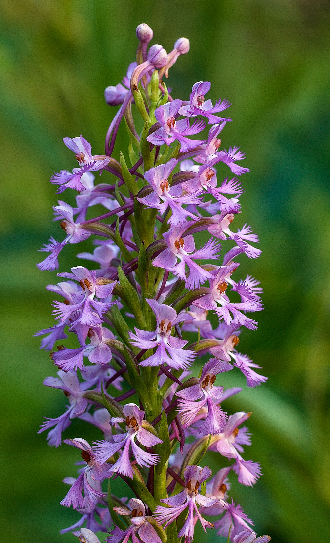 Platanthera psychodes