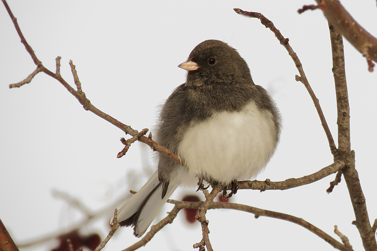 Dark eyed junco
