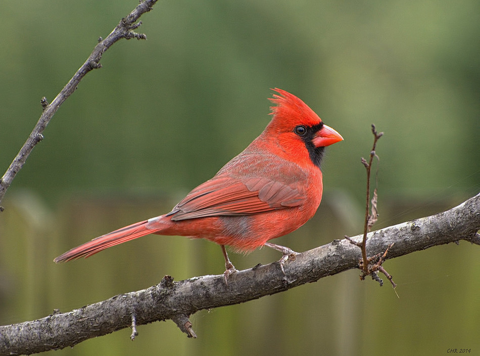 Northern Cardinal 