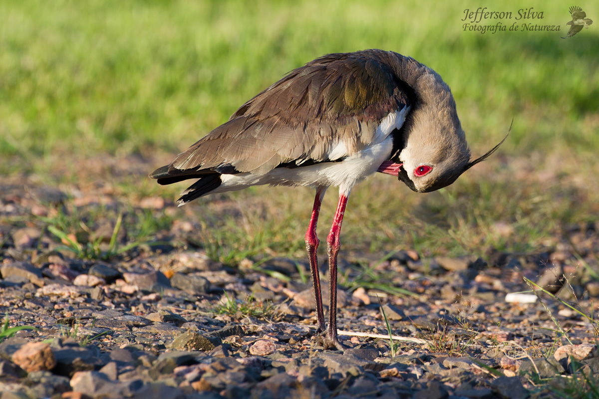 Southern Lapwing