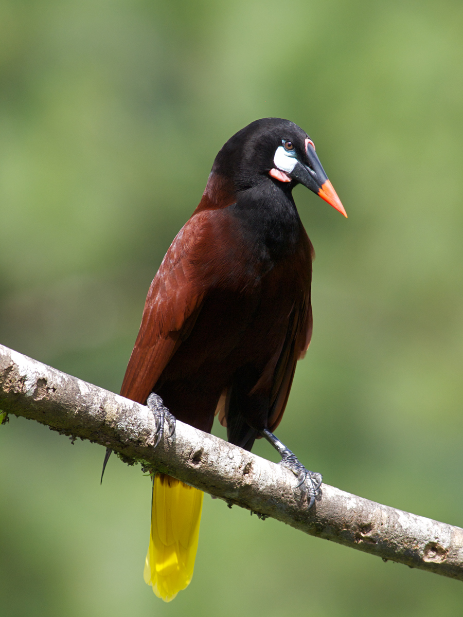 Montezuma's Ororpendola