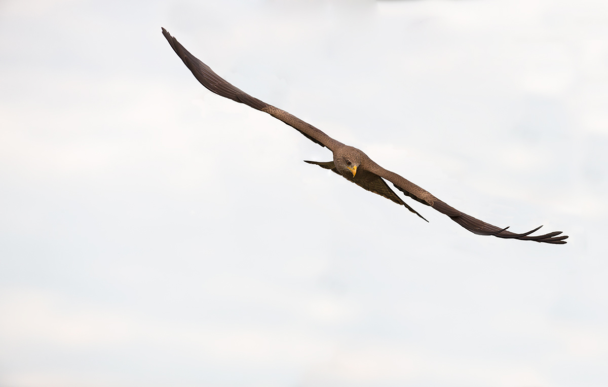 Yellow Billed Kite