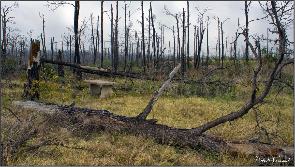 Bastrop Fires of 2011