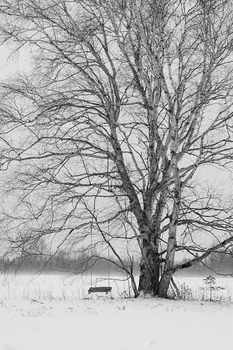The Lonely Birch