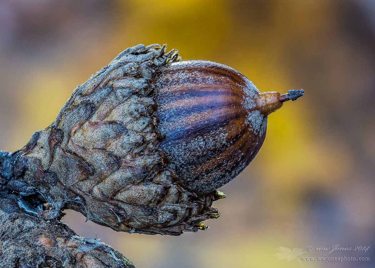 Black Oak Acorn