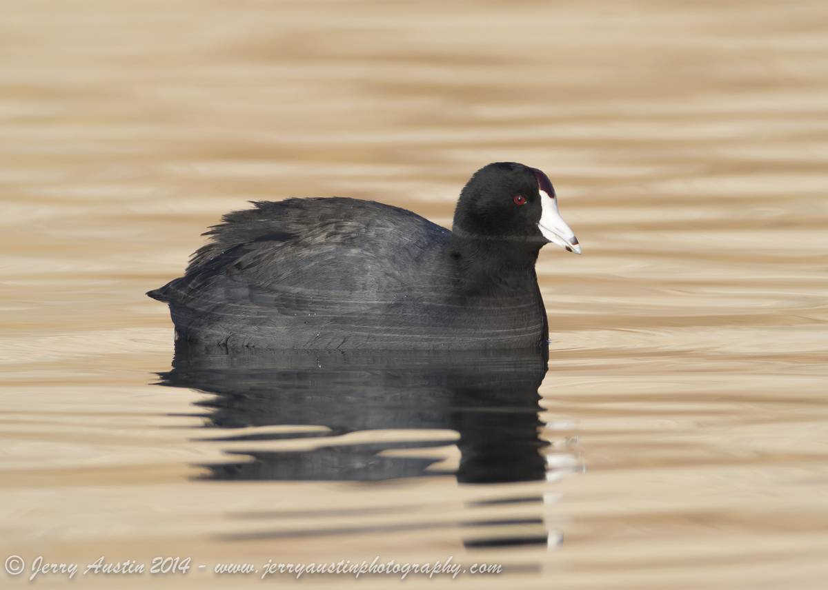 Handsome Coot