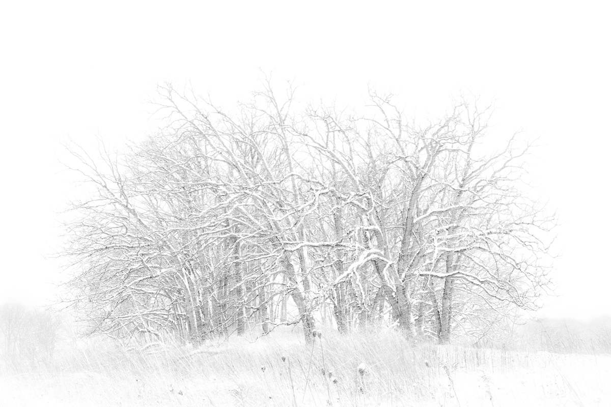 Cradled Clearing