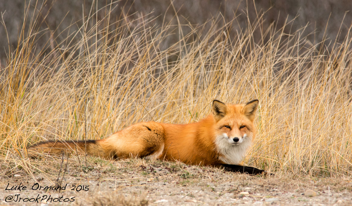 Relaxed Fox