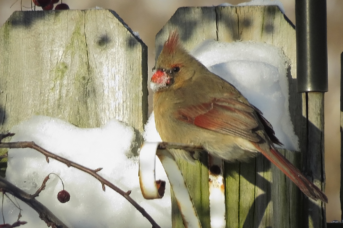 Snow eat cardinal re post