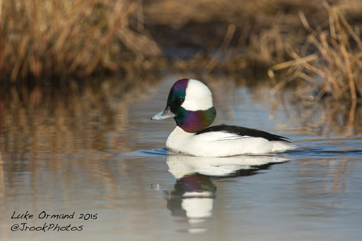 Beautiful Bufflehead